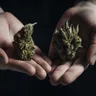 Understanding THC Levels In Different Strains Of Medical Marijuana