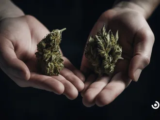Understanding THC Levels In Different Strains Of Medical Marijuana
