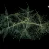 Unveiling The Secret Language of Weed Nodes