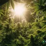 The Journey To Medical Marijuana Legalization: A Look At Changing Laws