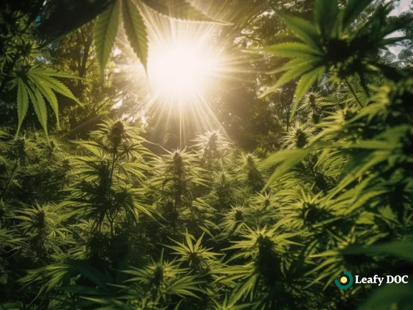 The Journey To Medical Marijuana Legalization: A Look At Changing Laws