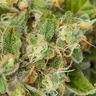 Terpenes in Cannabis: Understanding Their Effects and Benefits