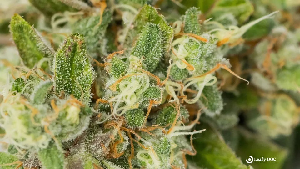 Terpenes in Cannabis: Understanding Their Effects and Benefits