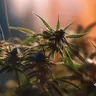 Understanding The Genotypes And Phenotypes Of Cannabis