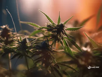 Understanding The Genotypes And Phenotypes Of Cannabis