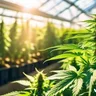 The Benefits Of Using Organic Fertilizers In Cannabis Cultivation