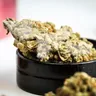 What to Know About Moldy Weed