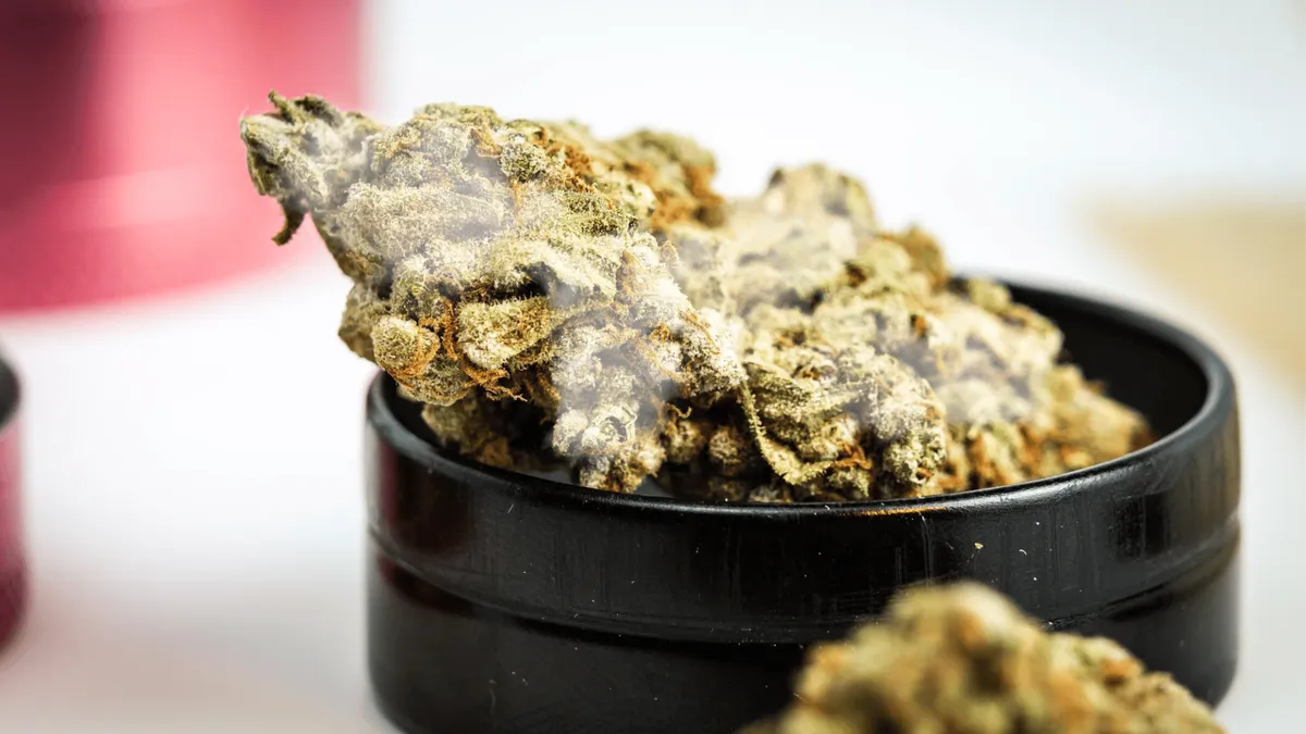 What to Know About Moldy Weed