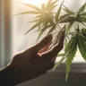 Addressing Anxiety Associated With Medical Marijuana Use