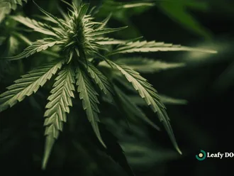 Navigating Challenges In The Cannabis Industry: Trends And Strategies