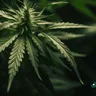 Navigating Challenges In The Cannabis Industry: Trends And Strategies