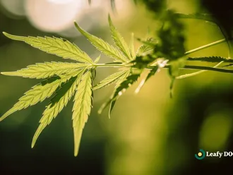 Understanding Cannabis: An Educational Guide For Senior Citizens