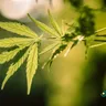Understanding Cannabis: An Educational Guide For Senior Citizens