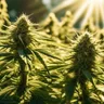 Discover The Top Cannabis Strains For Stress Relief