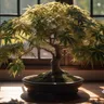 How To Grow and Maintain a Cannabis Bonsai