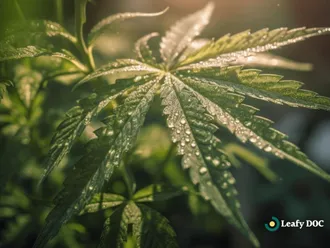 Understanding The Use Of Cannabis Plants For Medical Purposes