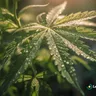 Understanding The Use Of Cannabis Plants For Medical Purposes