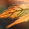 Cannabis As An Anti-Inflammatory: Exploring Its Potential Benefits