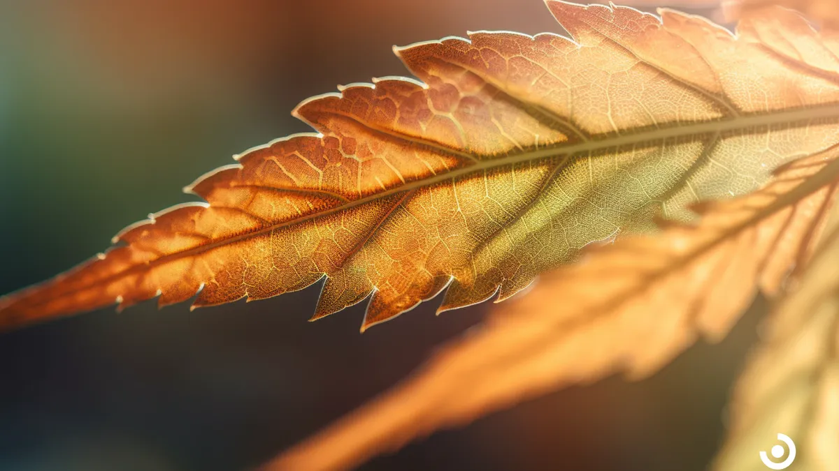 Cannabis As An Anti-Inflammatory: Exploring Its Potential Benefits