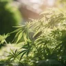 Exploring The Use Of Medical Cannabis For Anxiety