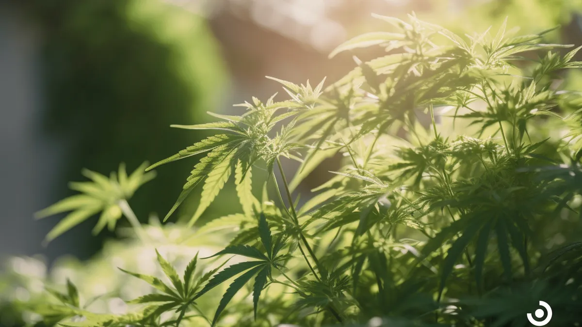 Exploring The Use Of Medical Cannabis For Anxiety