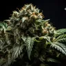 The Top 7 Medical Cannabis Strains Of All Time