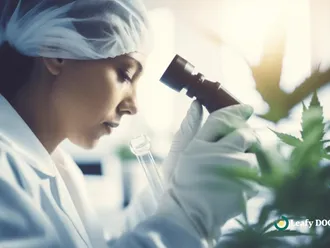 Exploring Medical Cannabis Research: Trends And Discoveries