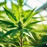 Implementing Effective Pest Control Strategies In Cannabis Cultivation