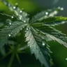 What Does A Marijuana Plant Look Like ?
