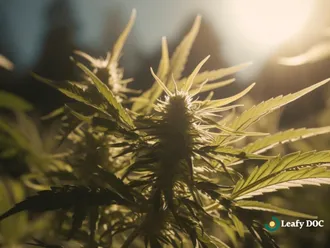 The Role Of Marijuana As Medicine In Protecting Patients' Rights