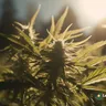 The Role Of Marijuana As Medicine In Protecting Patients' Rights