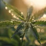 Cannabis As An Alternative Medicine: A Comprehensive Guide