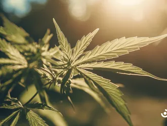 How To Get A Medical Marijuanas Card