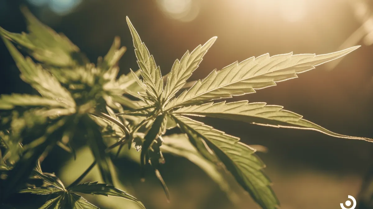 How To Get A Medical Marijuanas Card