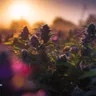 Experience Dreaminess With The Candy Runtz Strain