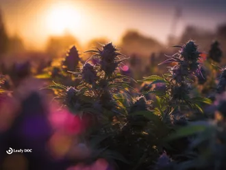 Experience Dreaminess With The Candy Runtz Strain