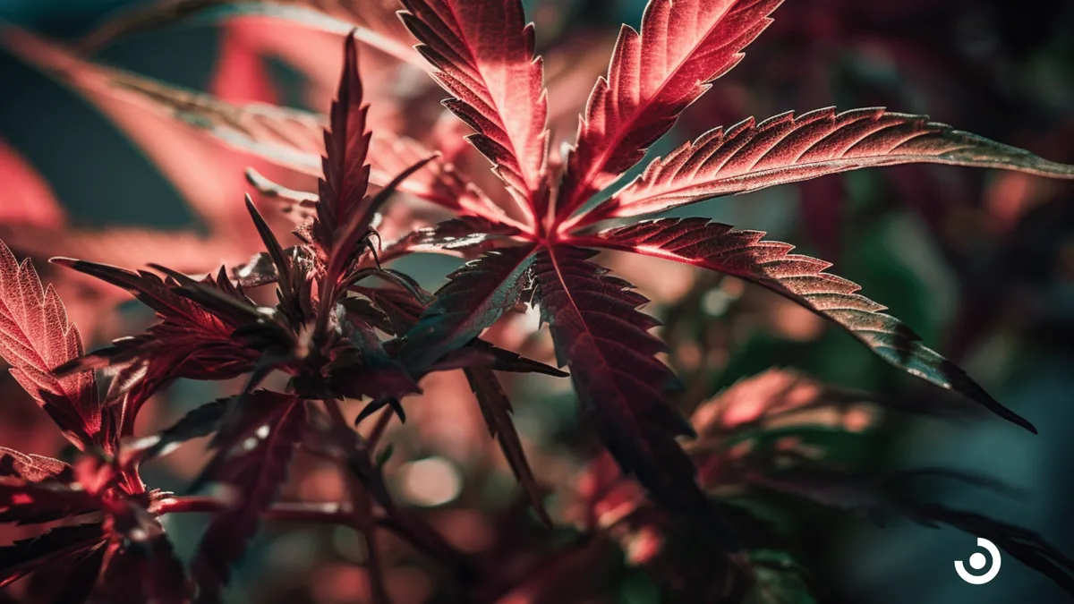 Laced Cannabis: What It Is And How To Avoid It