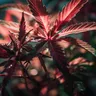 Laced Cannabis: What It Is And How To Avoid It
