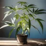 How Do I Germinate Cannabis Seeds?