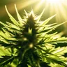 Capturing Moments: Exploring Cannabis And Photography