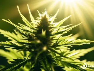 Capturing Moments: Exploring Cannabis And Photography