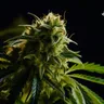 Top Medical Marijuana Research Studies of the Past Year: A Comprehensive Review