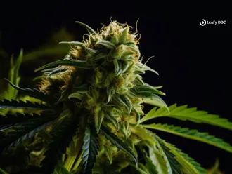 Top Medical Marijuana Research Studies of the Past Year: A Comprehensive Review
