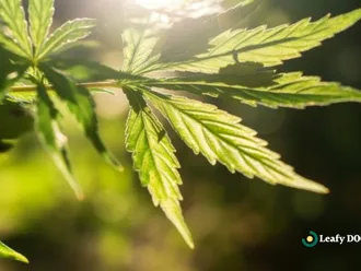 Learn The Art Of Cooking With Cannabis: Cannabis Cooking Classes