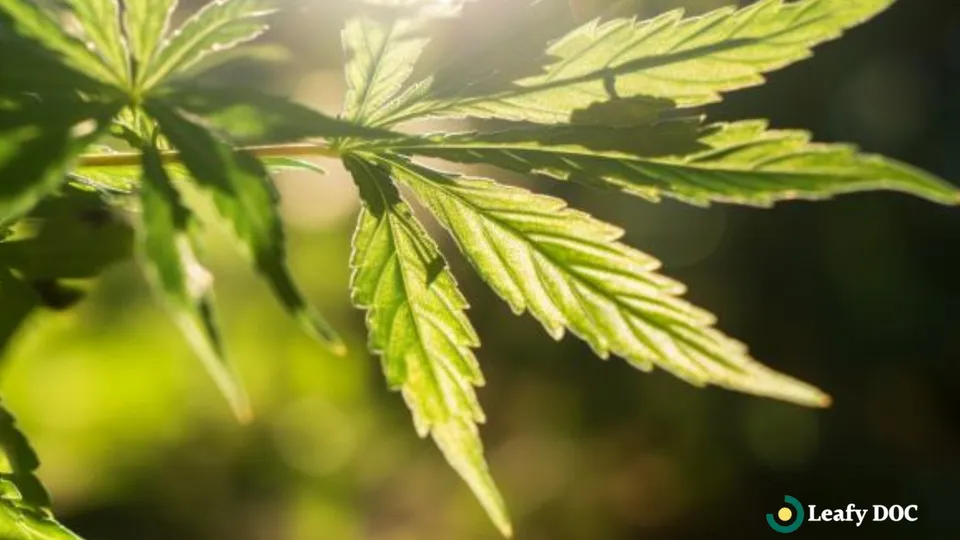 Learn The Art Of Cooking With Cannabis: Cannabis Cooking Classes