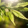 Learn The Art Of Cooking With Cannabis: Cannabis Cooking Classes